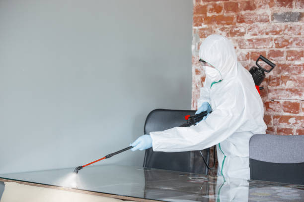 Best Mold Damage Restoration in New Paleste, IN